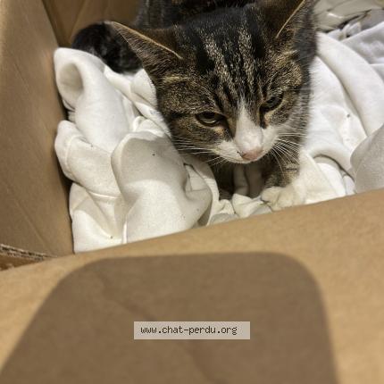 Photo 1/1 Chat trouvé Trouvé à Hilsenheim