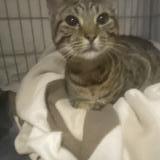 Photo de chat trouvé à Chateau Thierry