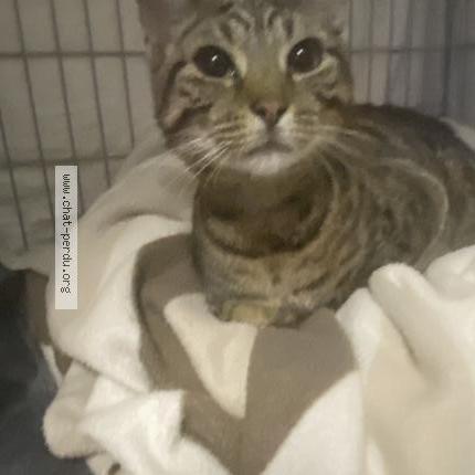 Photo 1/1 Chat trouvé Trouvé à Chateau thierry