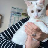 Photo de chat trouvé à Guerande
