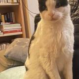 Photo de chat perdu à Lattes