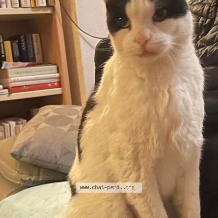 Photo 1/1 lucian Chat perdu à Lattes