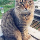 Photo de chat perdu à Gignac La Nerthe