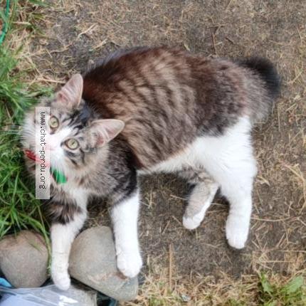 Photo 1/1 Polochon Chat perdu à Mont de marsan