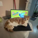 Photo de chat trouvé à Le Havre