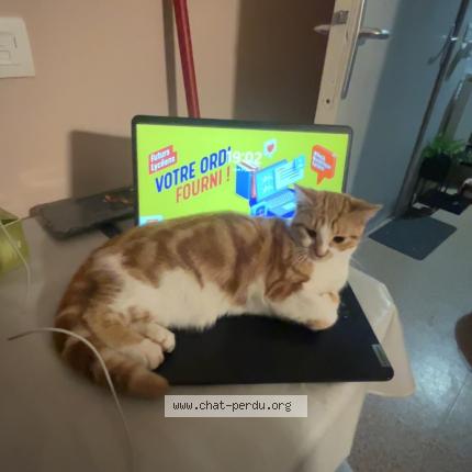 Photo 1/1 Chat trouvé Trouvé à Le havre
