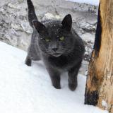 Photo de chat perdu à Servon