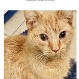 Photo de chat trouvé à Orange