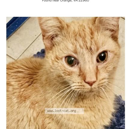 Photo 1/1 Chat trouvé Trouvé à Orange