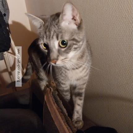 Photo 1/1 Chat retrouvé Perdu à Bayonne