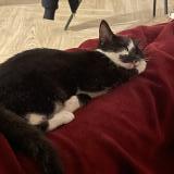 Photo de chat perdu à La Roche Sur Yon