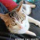 Photo de chat perdu à Hirtzbach