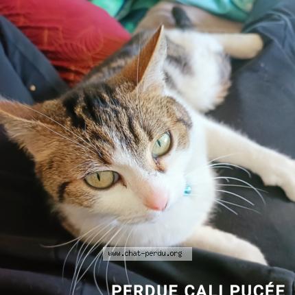 Photo 1/1 Cali Chat perdu à Hirtzbach