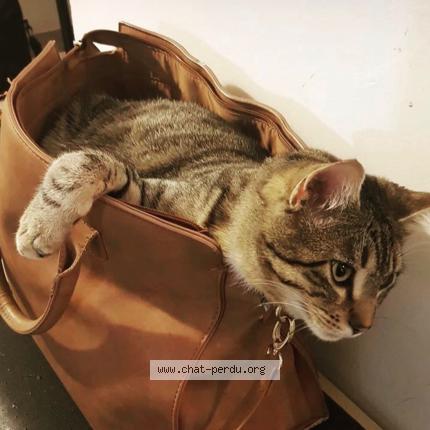 Photo 1/1 Chat retrouvé Perdu à Le logis du pin