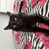 Photo de chat perdu à Middlesex