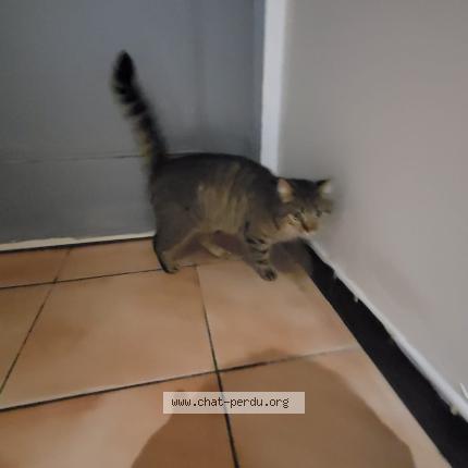 Photo 1/1 Chat trouvé Trouvé à Rouilly