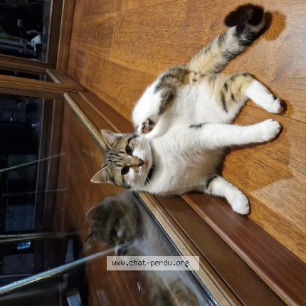 Photo 1/1 Chat retrouvé Perdu à Rennes