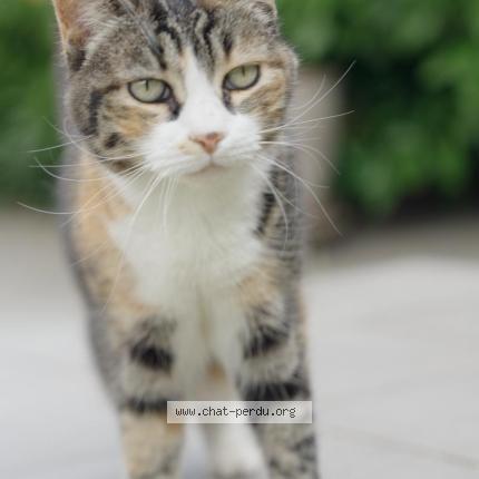 Photo 1/1 Chat retrouvé Perdu à Jacou