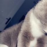 Photo de chat perdu à Ceton