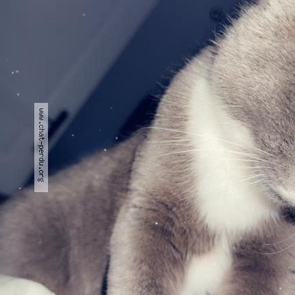 Photo 1/1 Winnie Chat perdu à Ceton