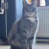 Photo de chat perdu à Rebecq