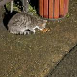 Photo de chat trouvé à Fleury Les Aubrais