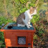 Photo de chat trouvé à Le Thor