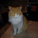 Photo de chat perdu à Barcelonne Du Gers