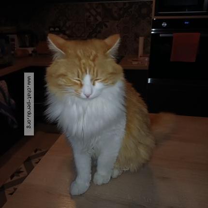 Photo 1/1 Balek Chat perdu à Barcelonne du gers