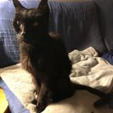 Photo de chat perdu à Lyonnel