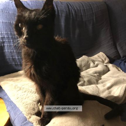 Photo 1/1 Boston Chat perdu à Lyonnel