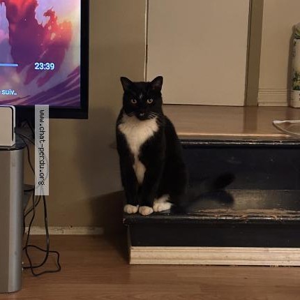 Photo 1/1 Chat retrouvé Perdu à Laval