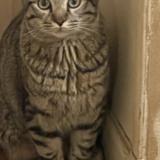 Photo de chat perdu à Epinay Sur Seine