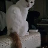 Photo de chat perdu à Bischheim