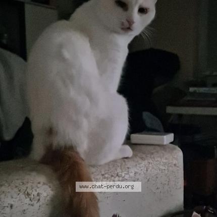 Photo 1/1 Pichnette Chat perdu à Bischheim