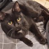 Photo de chat trouvé à Bagnolet