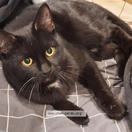 Photo 1/1 Chat trouvé Trouvé à Bagnolet