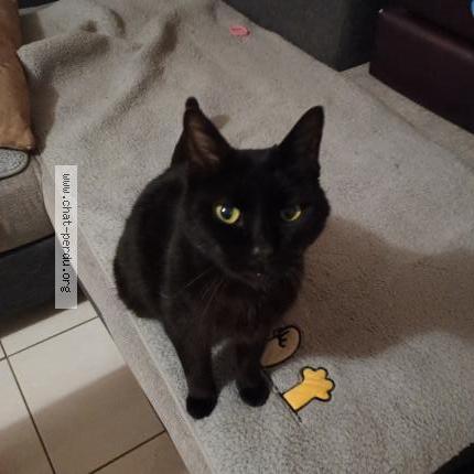 Photo 1/1 Helios telier Chat perdu à Moret loing et orvanne