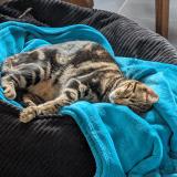 Photo de chat perdu à Watsonville