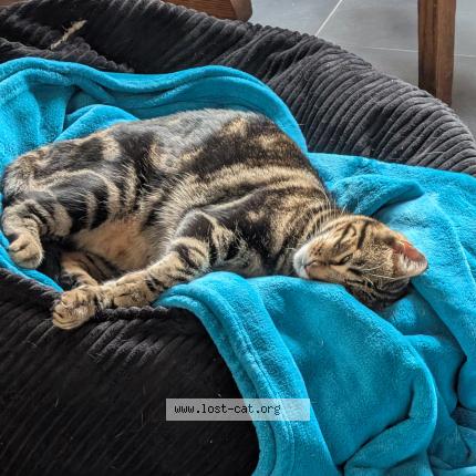 Photo 1/1 Ollie Chat perdu à Watsonville