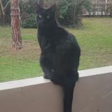 Photo de chat perdu à Verneuil Sur Seine