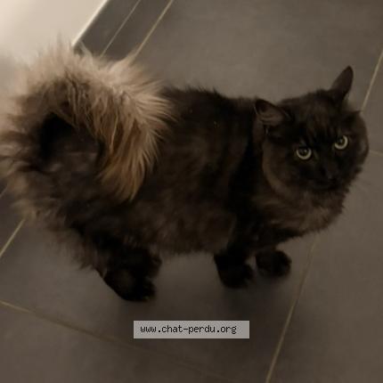 Photo 1/1 Jazz Chat perdu à Saint marcel sur aude