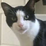 Photo de chat perdu à Lisieux