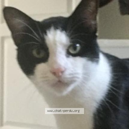 Photo 1/1 ' Chat perdu à Lisieux