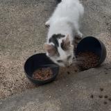 Photo de chat trouvé à Iverny