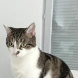 Photo de chat perdu à La Verpilliere