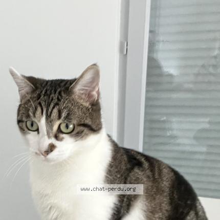 Photo 1/1 Simba Chat perdu à La verpilliere