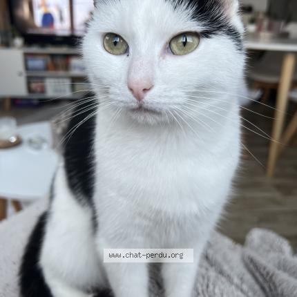 Photo 1/1 Olympe Chat perdu à Bruz