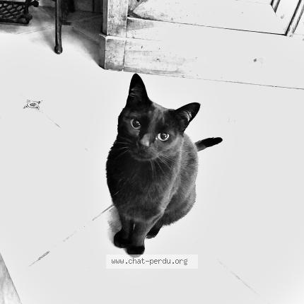 Photo 1/1 Gaia Chat perdu à Mauguio