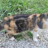 Photo de chat perdu à Barjac